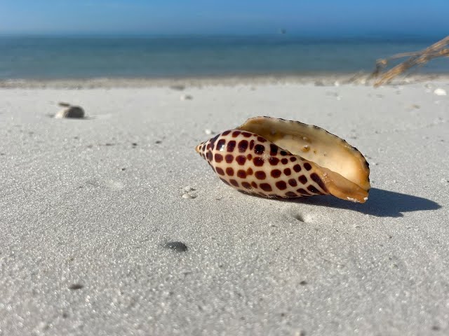 Exploring the Depths A Guide to Treasure Seekers Shell Tours